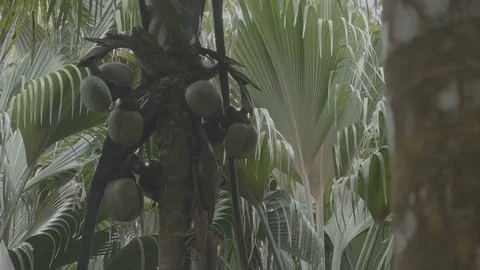 Coco de Mer tree flat Stock Footage 80389085