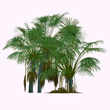 Coco de Mer Tree Stock Illustration