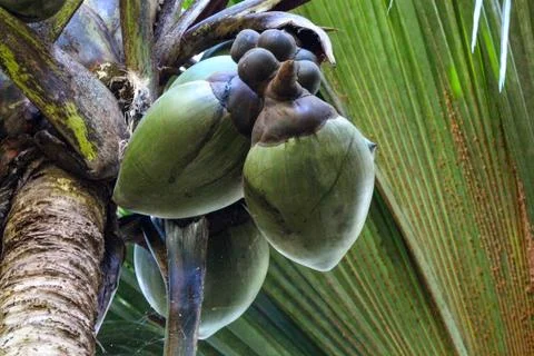 Coco de mer in Vallee de Mai on Seychelles island Praslin Stock Photos