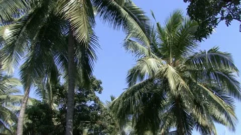 Coco Stock Footage 20526765