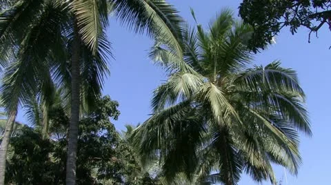 Coco Video stock 20526790