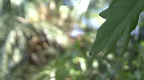 Coco Stock Footage 20526819