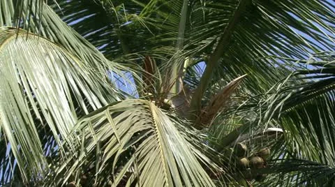 Coco Video stock 20526825