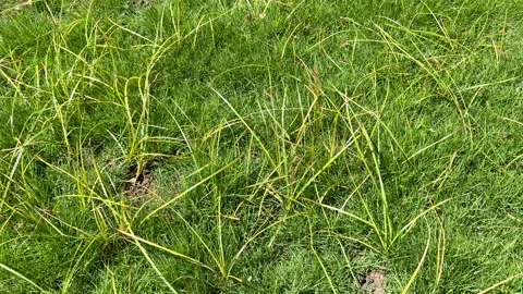 Coco-grass, Java grass, nut grass, purple nut sedge (Cyperus rotundus) grow.. Vidéo 291987331