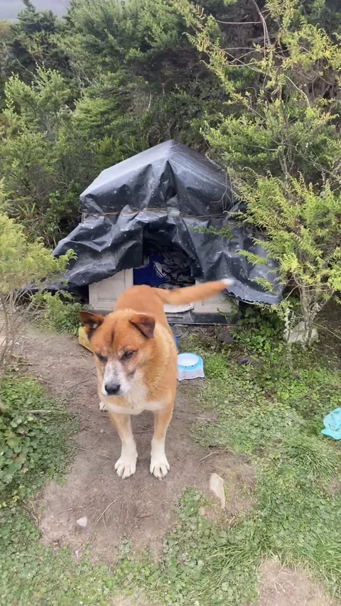 Coco, the Guardian of the Lagoon, Sumapaz Paramo, Colombia - 09 Sep 2024 Stock Footage 284015343