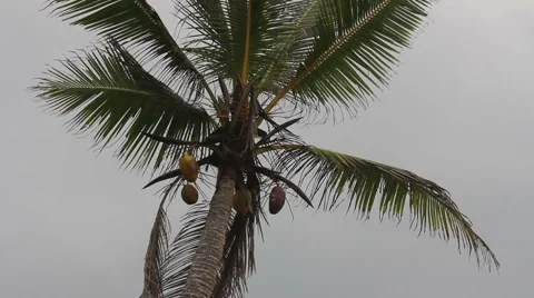 Coco, Lanka Видео 1094468