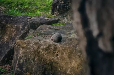 Coco Nut On A Rock Setting Stock Photos