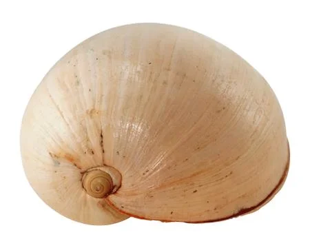 Coco nut shell Stock Photos