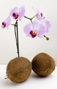 Coco nuts and orchids on plain background Stock Photos