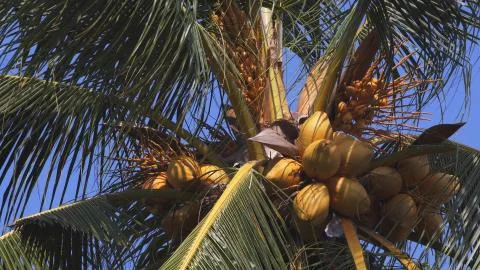 Coco Nuts On Palm Stock Photos