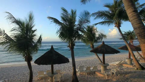 Coco Palm Garden Beach and Sunset Stock Footage 324922582