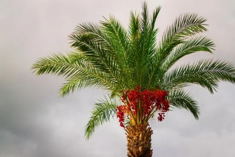 Coco palm tree top at sky background Stock Photos