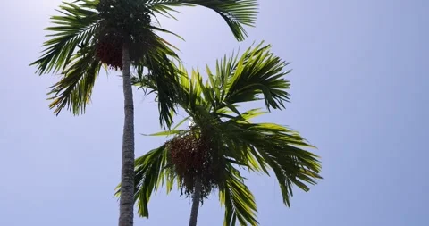 Coco Palm Trees green lush tall stretching into blue sky tropical Florida Stock Footage 243686636