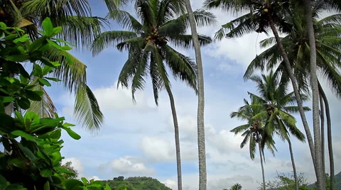 Coco plantation.  Coco collector, falling down coconuts and palm leaves. Vídeo Stock 40899946