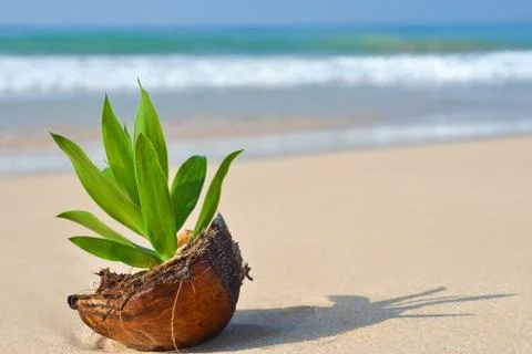 Coco on the shore Stock Photos