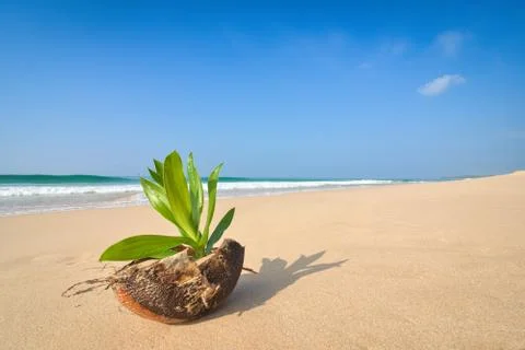 Coco on the shore Stock Photos