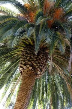 Coco-trees Stock Photos