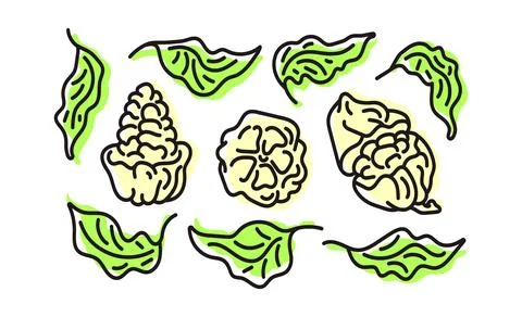 Cocoa abstract set. Vector art line symbol. Organic leaves, fruit, bean. Bota Stock Illustration
