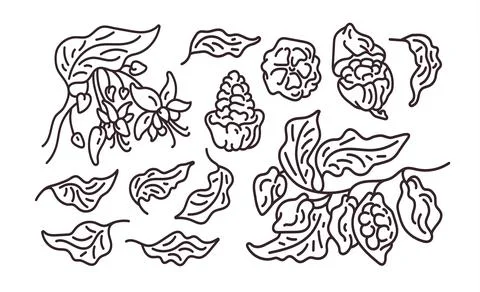 Cocoa abstract set. Vector art line symbol. Organic leaves, fruit, bean, flow Stock Illustration
