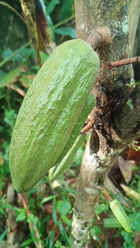 COCOA ACEH-Indonesia Видео 217919427