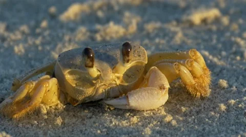 Cocoa Beach crab Ocypode quadrata (Thoracotremata: Ocypodidae), Florida Stock Footage 45482352