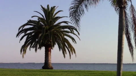 Cocoa Beach Palm Stock Footage 38021967