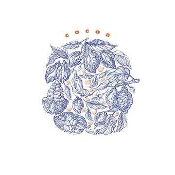 Cocoa bean, branch. Vector sticker. Vintage sign Stock Illustration