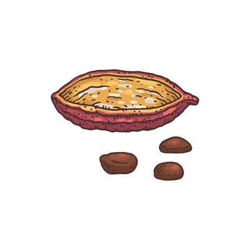 Cocoa bean drawing - empty chocolate plant shell with extracted seeds Ilustración de archivo