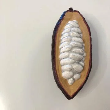 Cocoa bean layout on white background. Macro concept. Stock Photos