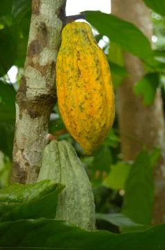 The cocoa bean or simply cocoa, which is also called the cacao bean or cacao, Stock Photos