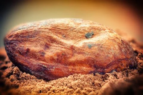 Cocoa bean Stock Photos