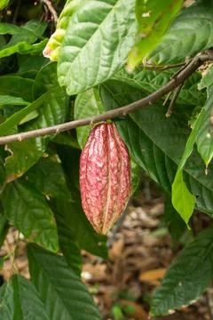 Cocoa bean Stock Photos