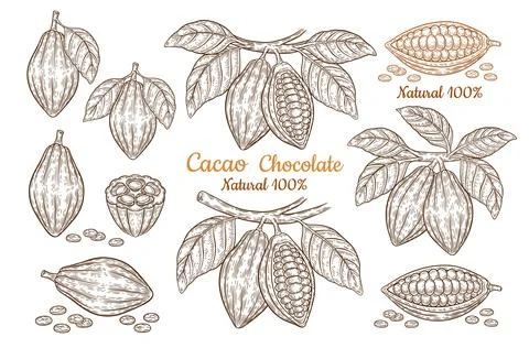 Cocoa bean pod, cacao fruit chocolate food, tropical plant botanical line sketch Stock Illustration