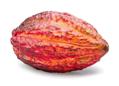 Cocoa bean with reddish-brown shell on white background Stock-Fotos