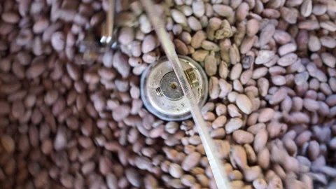 Cocoa Bean Roasting, stirring hot skillet on stove toasting whole cocoa beans Stock Footage 167998002