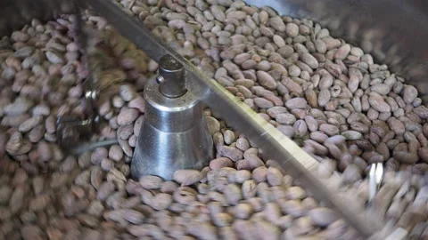 Cocoa Bean Roasting, stirring hot skillet on stove toasting whole cocoa beans Video stock 181502349