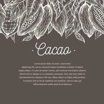 Cocoa bean tree banner template. Chocolate cocoa beans background. Vector hand Stock Illustration