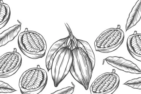 Cocoa bean tree design template イラスト素材