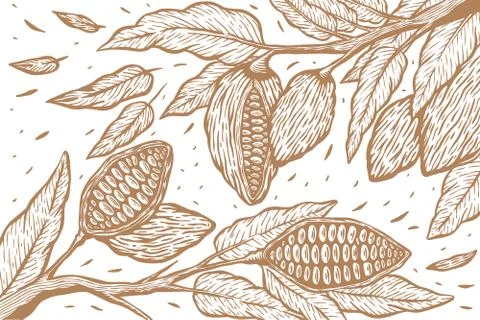 Cocoa bean tree hand draw set illustration - Out line Stock Illustration