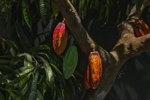 Cocoa bean on the tree in the tropical climate Stock Photos