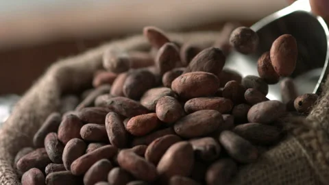 Cocoa beans 11 Stock Footage 143152566