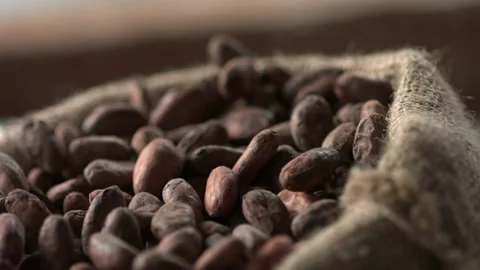 Cocoa beans 13 1 Stock Footage 143152593
