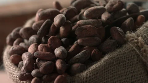 Cocoa beans 14 Stock Footage 143152616