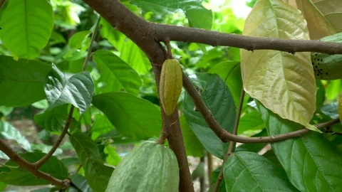 Cocoa beans and cocoa pod on a wooden surface. Stock Footage 99441200