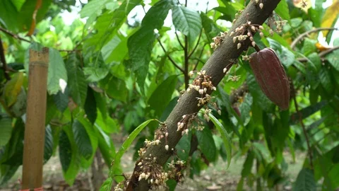 Cocoa beans and cocoa pod on a wooden surface. Stock Footage 99442304