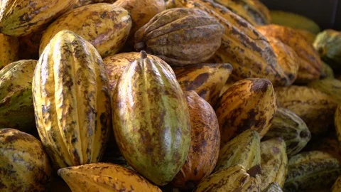Cocoa beans and cocoa pod on a wooden surface. Stock Footage 99589388