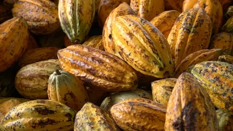 Cocoa beans and cocoa pod on a wooden surface. Stock Footage 99589746