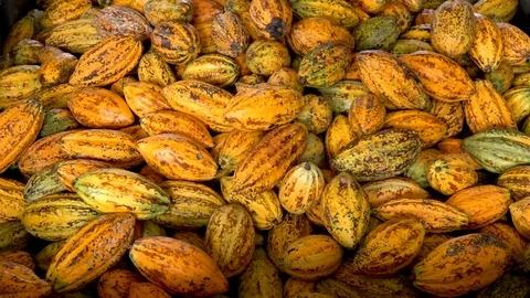 Cocoa beans and cocoa pod on a wooden surface. Stock Footage 99631370