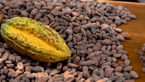 Cocoa beans and cocoa pod on a wooden surface. Stock Footage 99899689