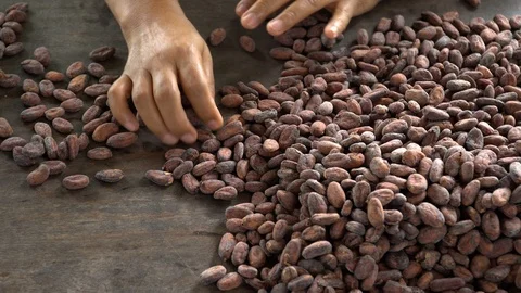 Cocoa beans and cocoa pod on a wooden surface. Stock Footage 100220034